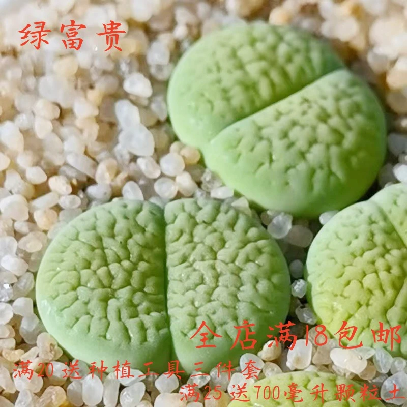 沐绿歌绿富贵生石花多肉植物花卉绿植盆栽创意微景观简单秋季开花
