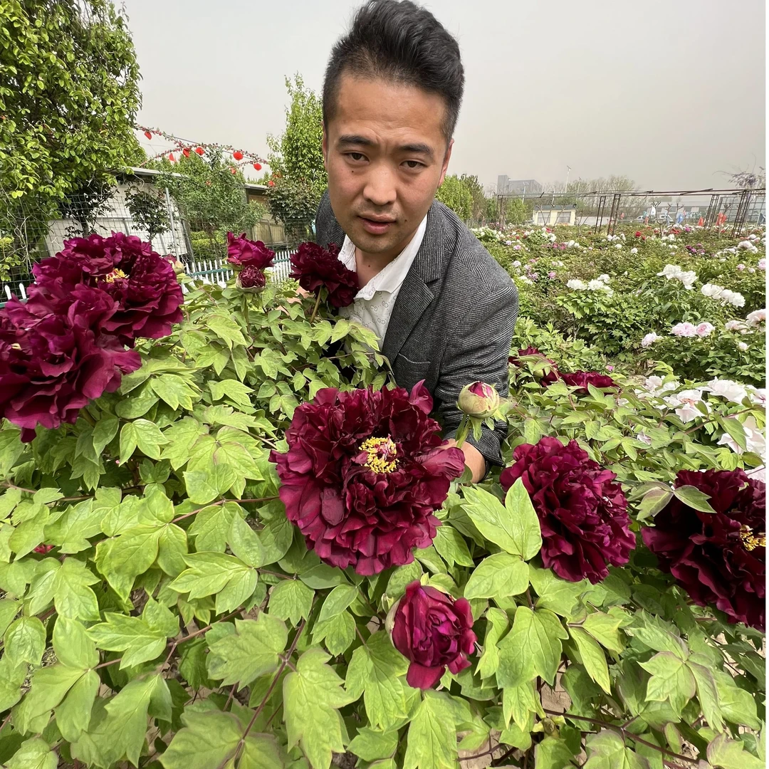 【菏泽牡丹园】独杆黑夫人黑色系精品牡丹对版发货