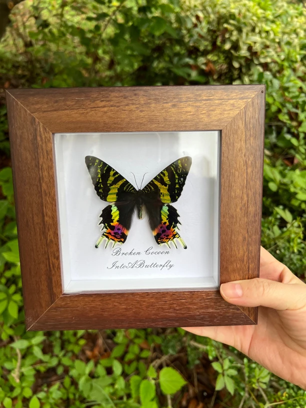 太阳蛾真蝴蝶标本家居装饰画摆件生日创意礼物复古精美客厅果盘