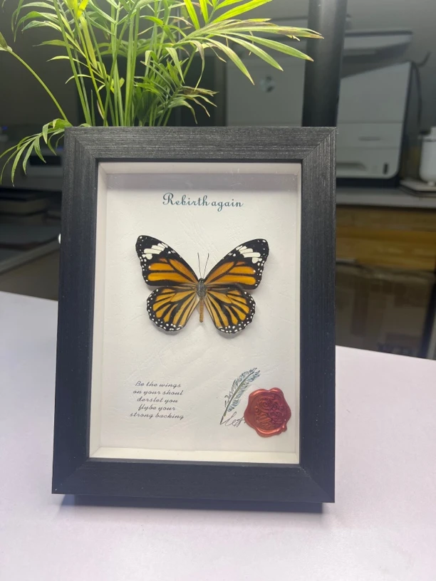 虎斑蝶真蝴蝶标本家居装饰画课桌摆件生日情人节礼物