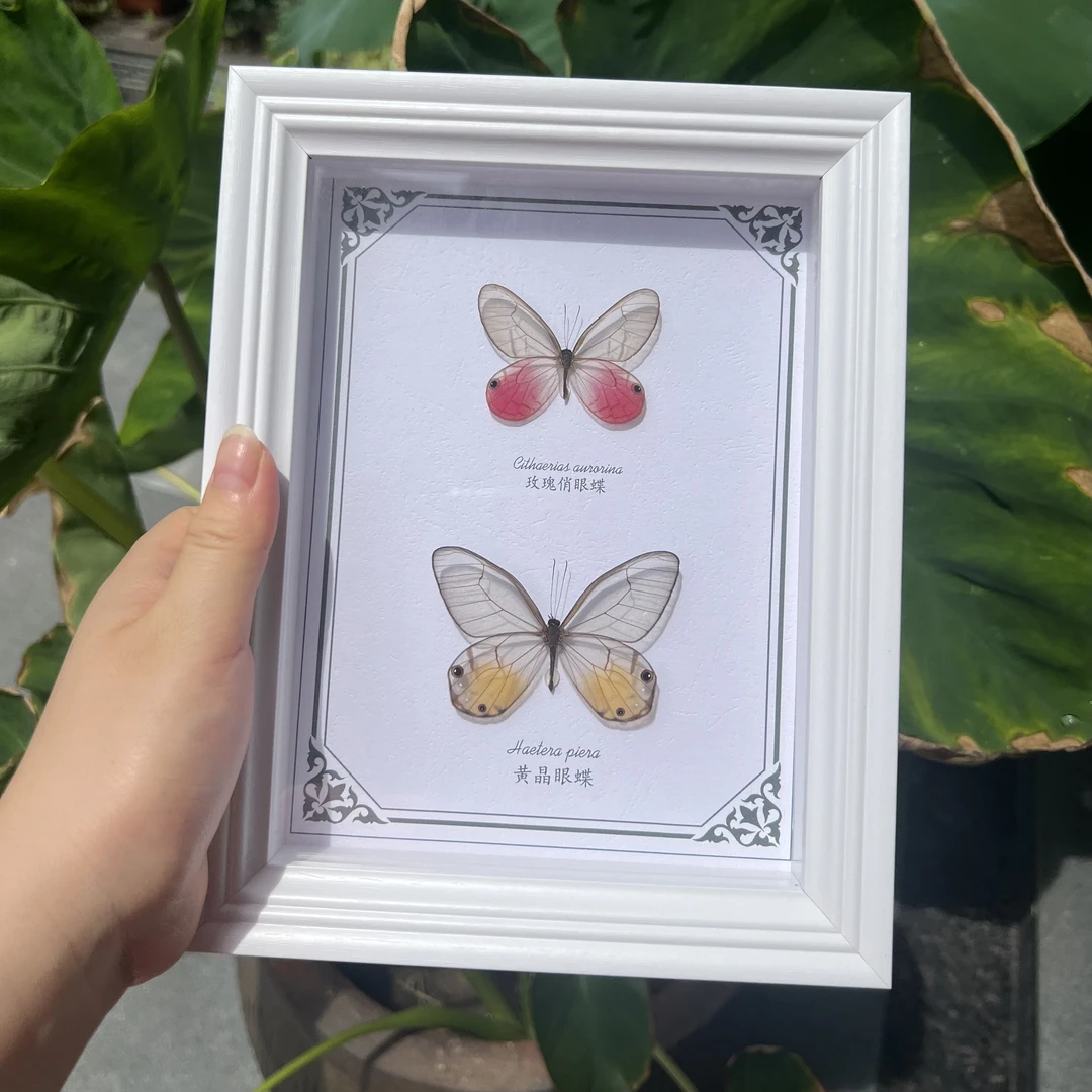 红玫瑰绡眼蝶黄晶眼蝶组合家居装饰画课桌摆件生日情人节创意礼物