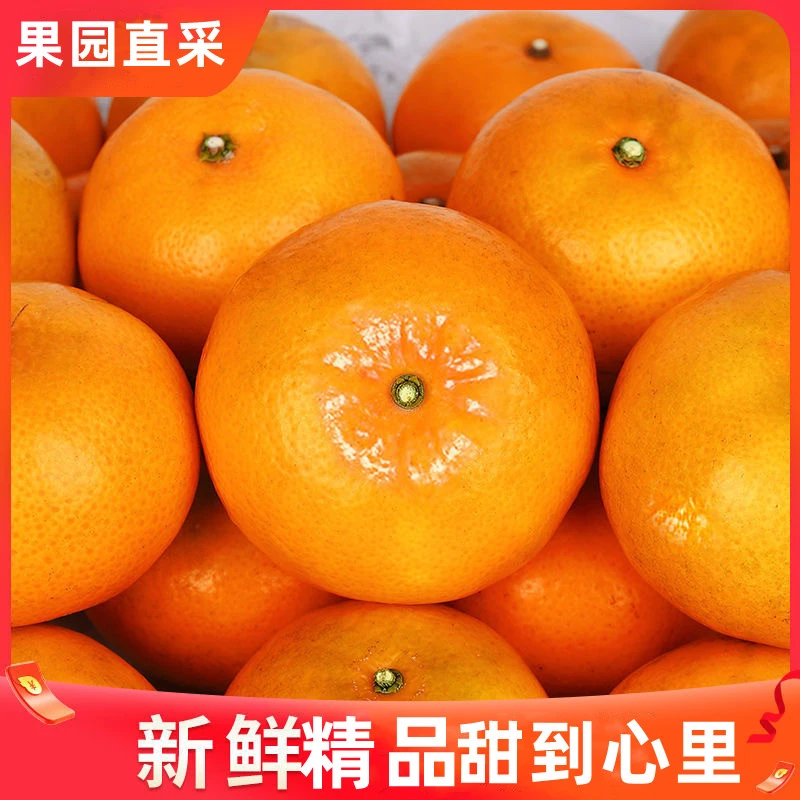 正宗涌泉蜜桔5斤装当季水果甜橘子新鲜桔子现摘现发皮薄爆汁蜜橘