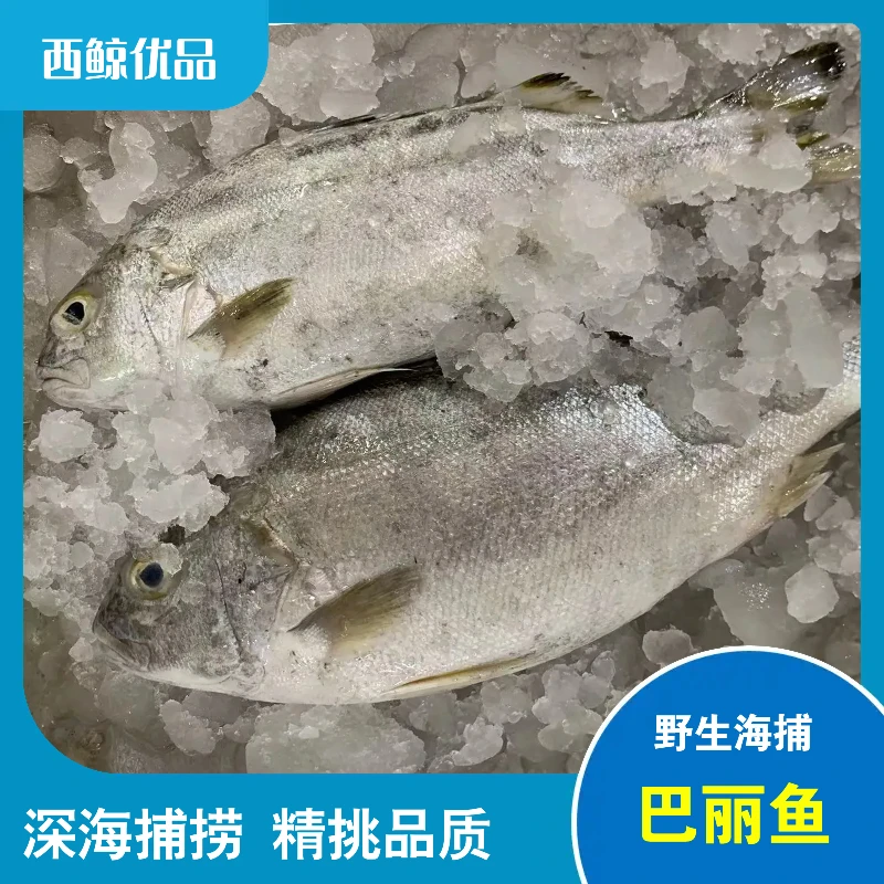 【巴丽2-3条】博贺本港海捕野生巴丽鱼巴立鱼斑猪新鲜速冻顺丰包邮