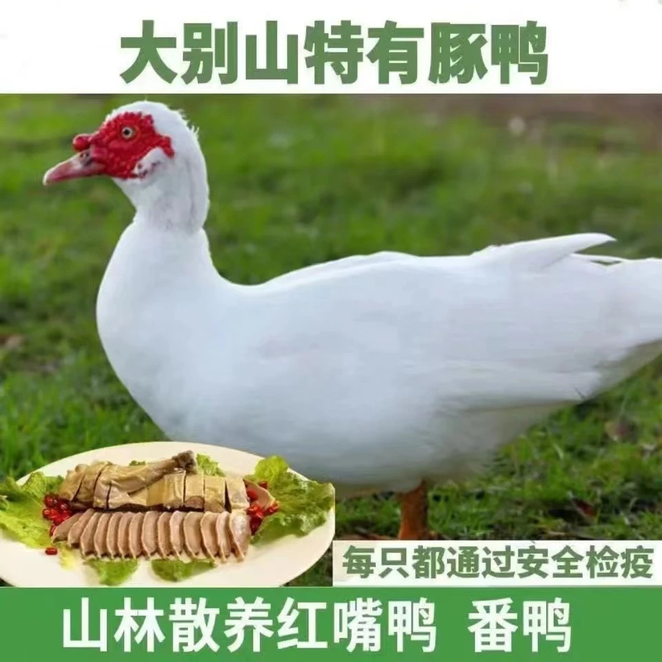 一只老豚鸭＋一只老母鸡组合装（净重6斤起）