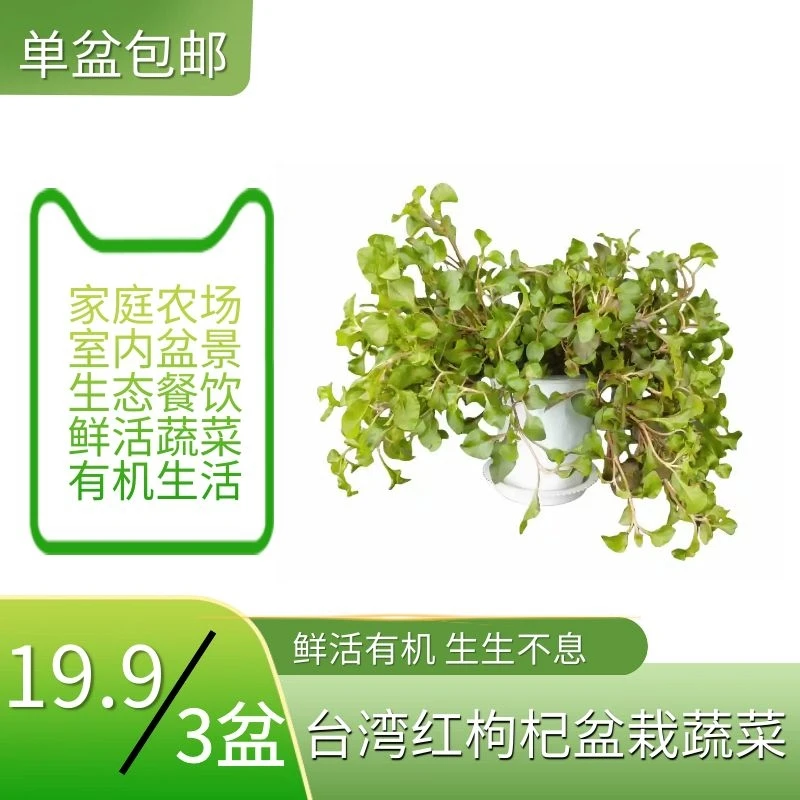 有机蔬菜台湾红枸杞盆栽绿植6.9元1盆居家可养活体种植生态栽培