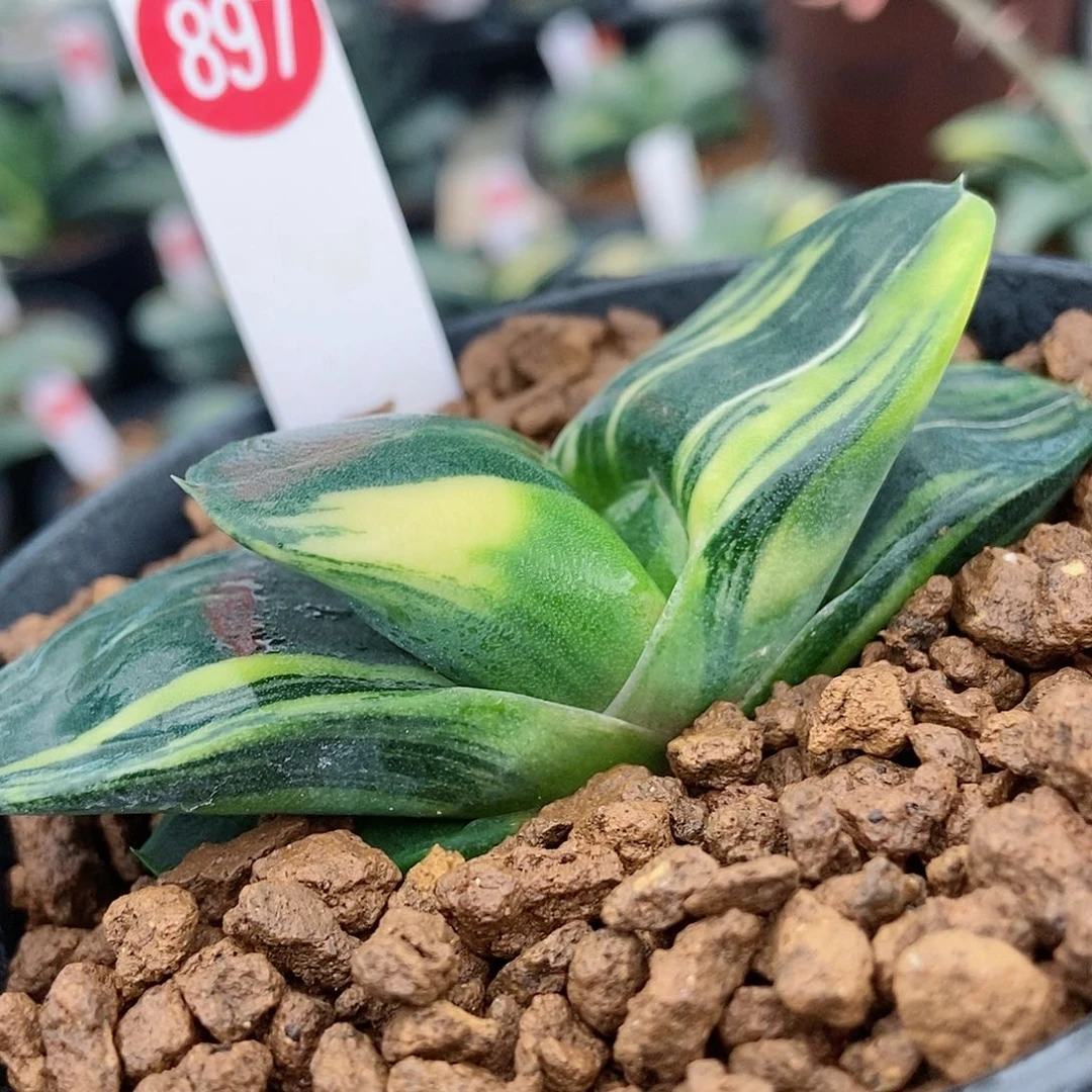 897卧牛实生锦带盆发货