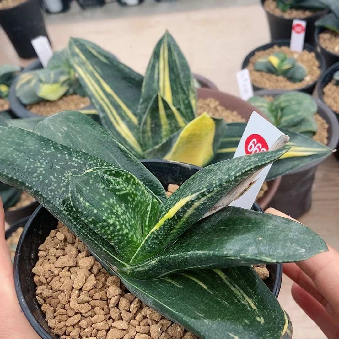 668齿不动带盆发货