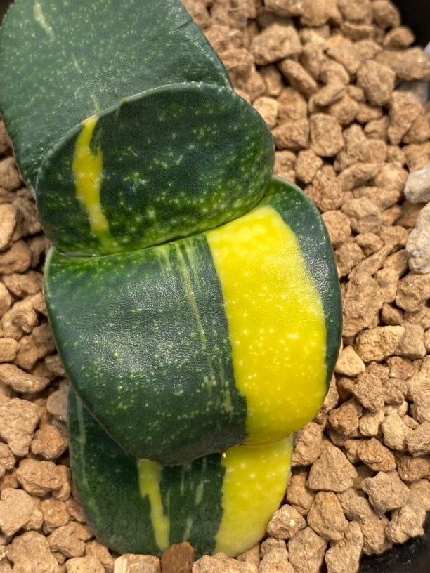 809卧牛实生锦多肉植物