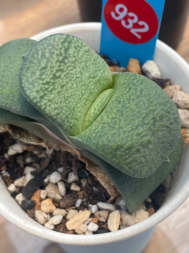 多肉植物932卧牛实生大白油带盆发货