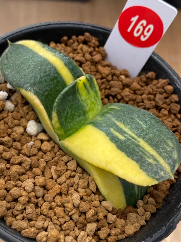 169卧牛实生锦多肉植物