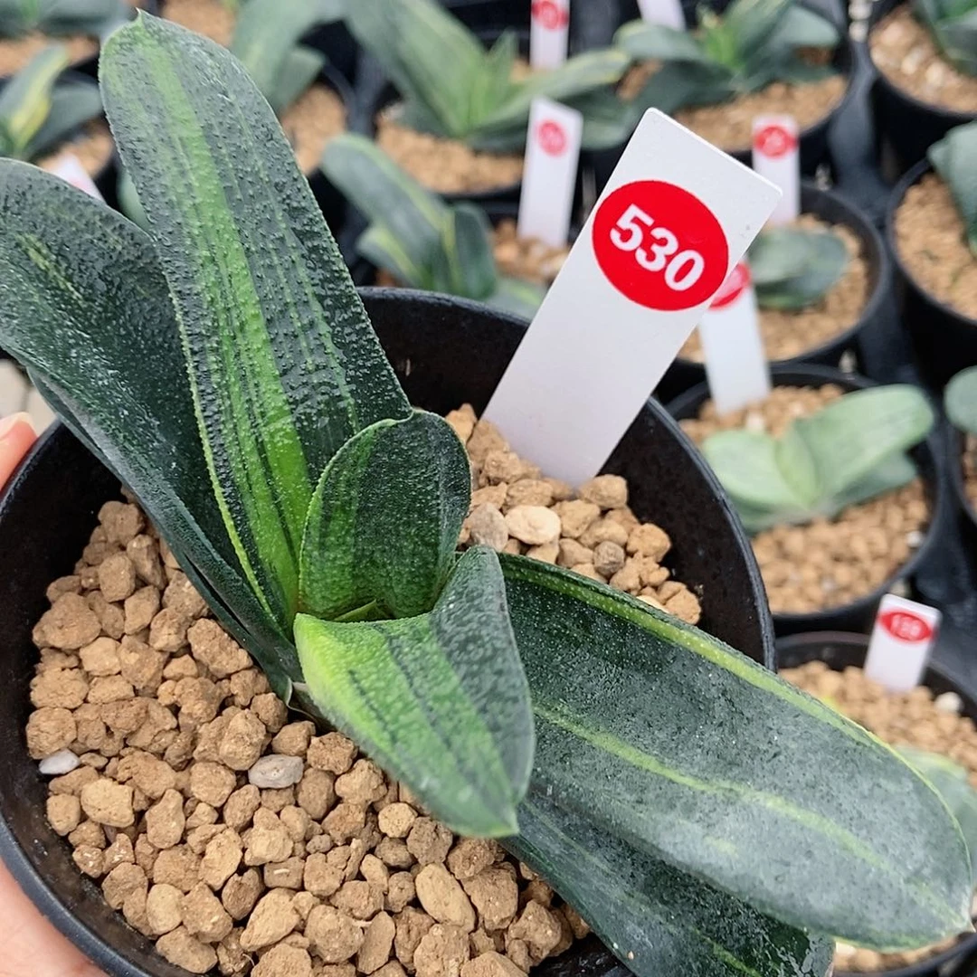 530卧牛实生转带盆发货