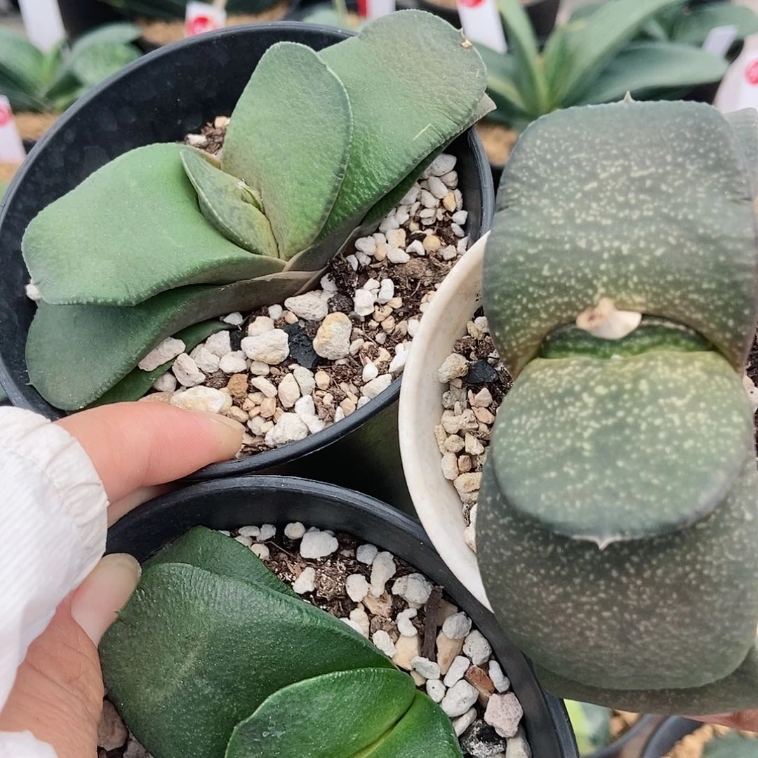 禧**督835卧牛实生脱盆发货