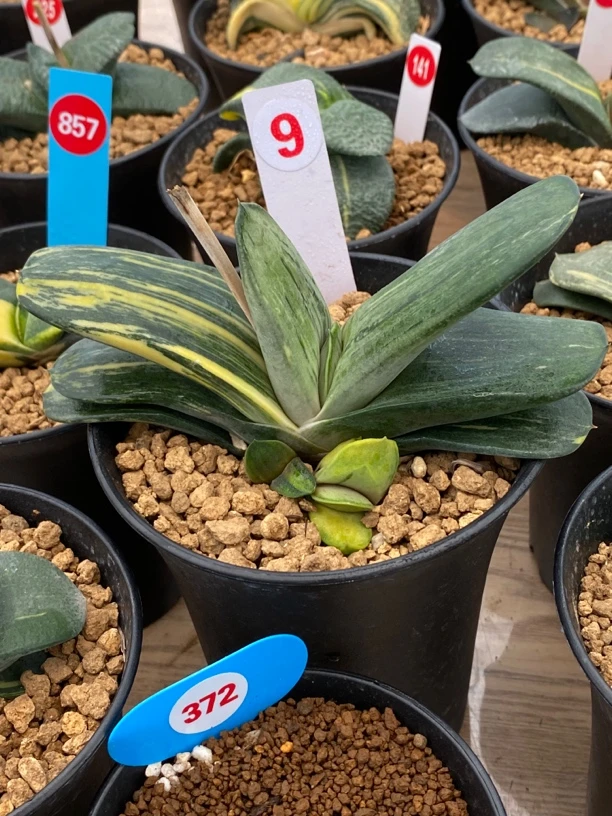 9卧牛实生锦多肉植物带4个侧芽