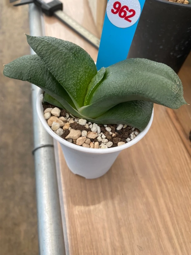 多肉植物962卧牛实生带盆发货