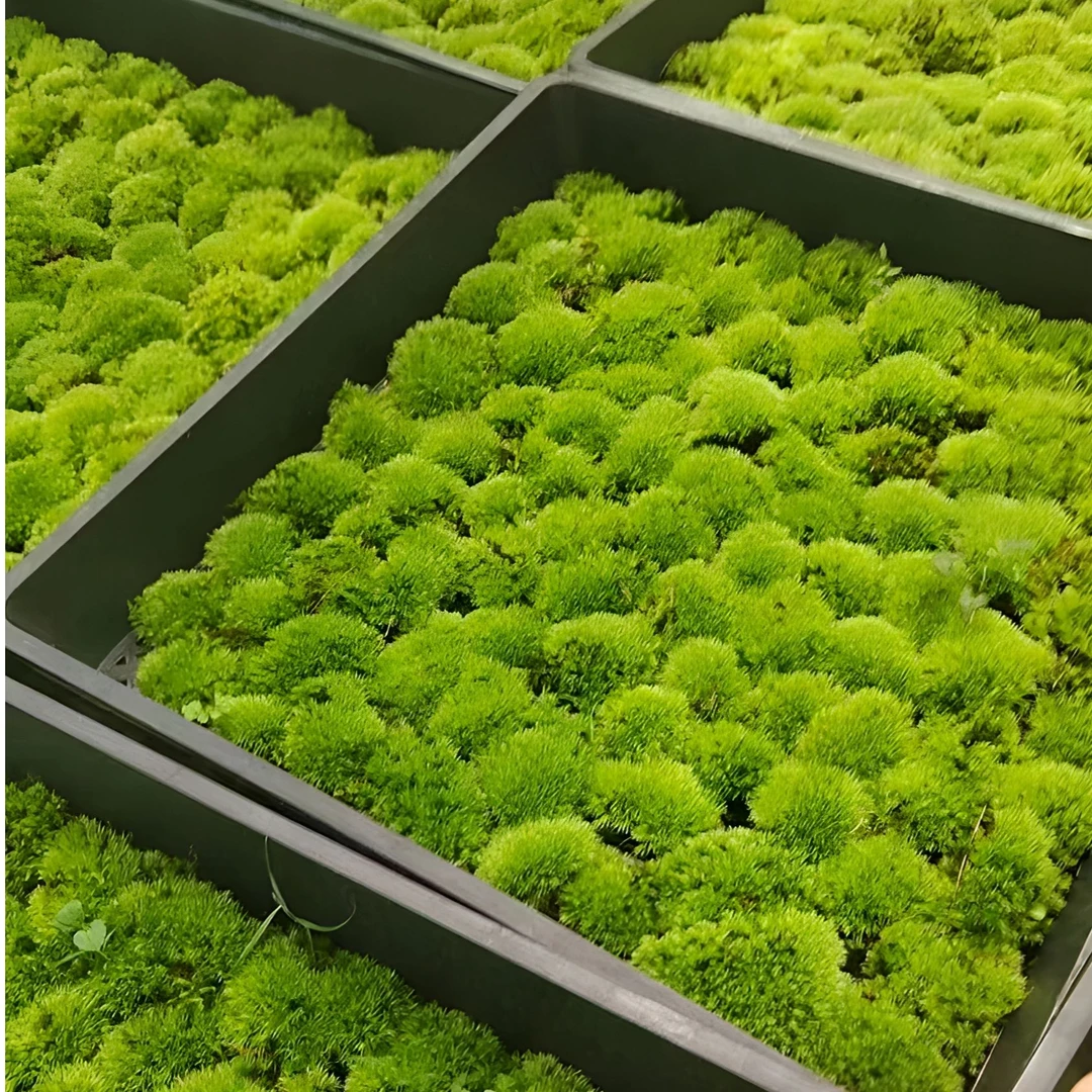 【南风植筑】人工驯化A+级白发苔藓.水陆缸.微景观.生态瓶专用苔藓.