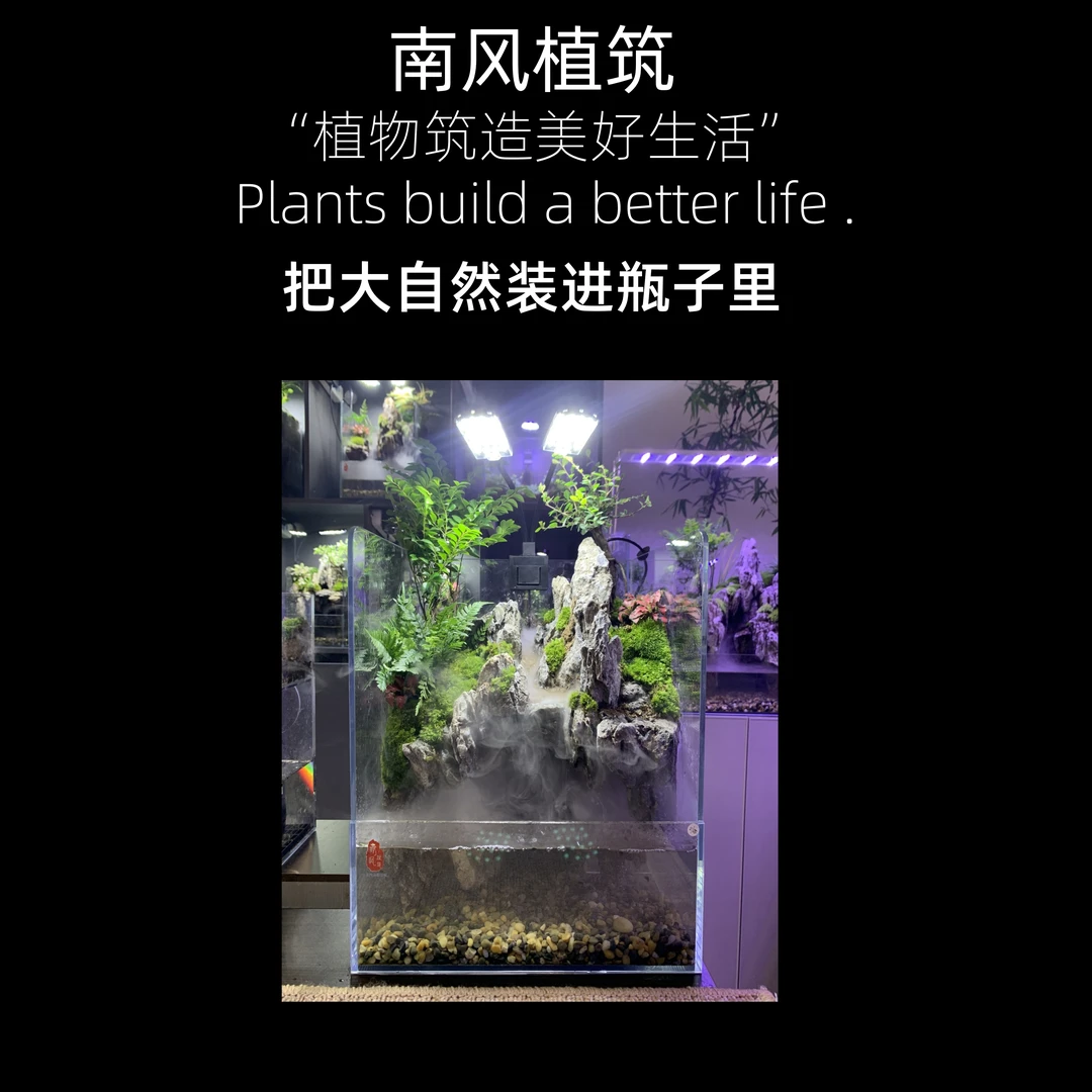 南风【水陆微景观】真石头.真植物.包邮包损.成品.成景发.一物一拍.