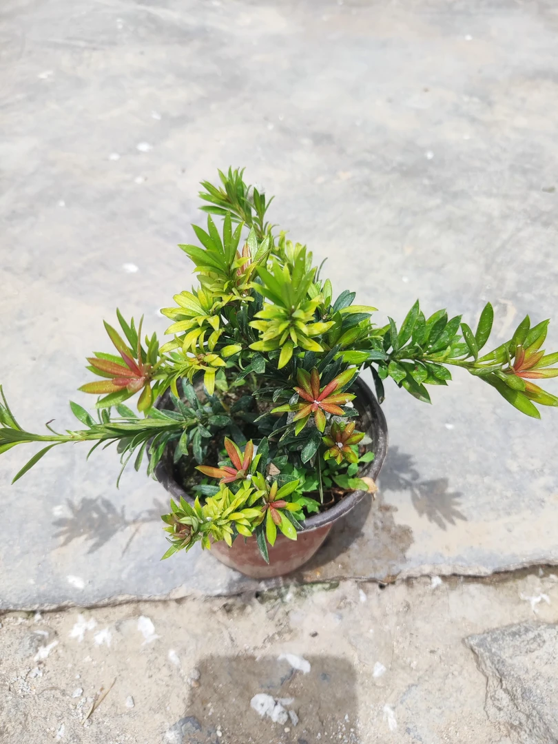 小红帽罗汉松四季红芽