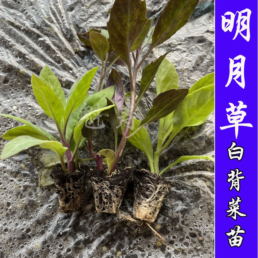 明月草盆栽草白背三七白子菜长寿菜阳台绿植保健菜泰国仙草