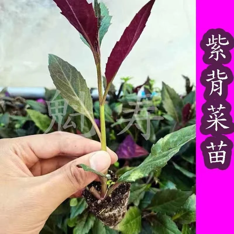 紫背菜苗紫贝菜带土盆栽菜秧苗特菜补血菜营养价值高寿光蔬菜