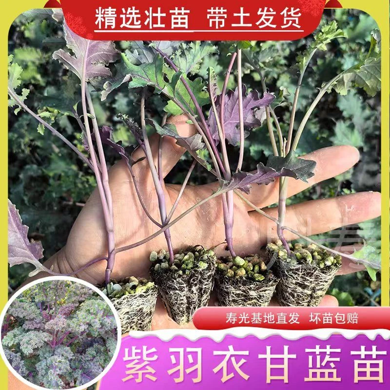 寿光紫羽衣甘蓝苗秧带土球春秋四季盆栽观赏食用紫绿羽衣甘蓝种子