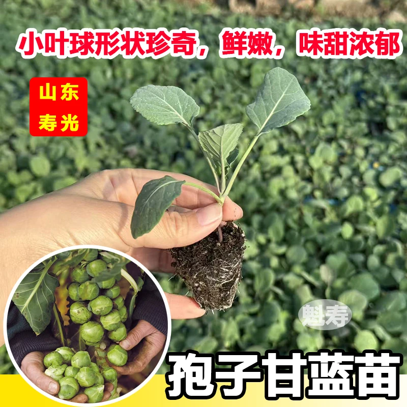 绿孢子甘蓝秧苗 种苗抱子高产特色蔬菜盆栽四季种苗孑蔬莱秧苗