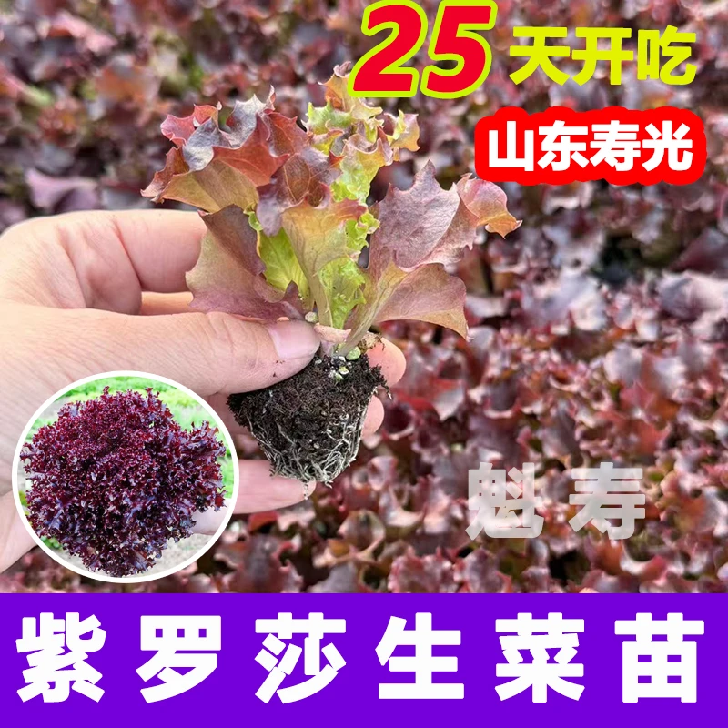 紫罗莎生菜苗秧带土球奶油皱皮汉堡寿司生菜种子四季种植阳台盆栽