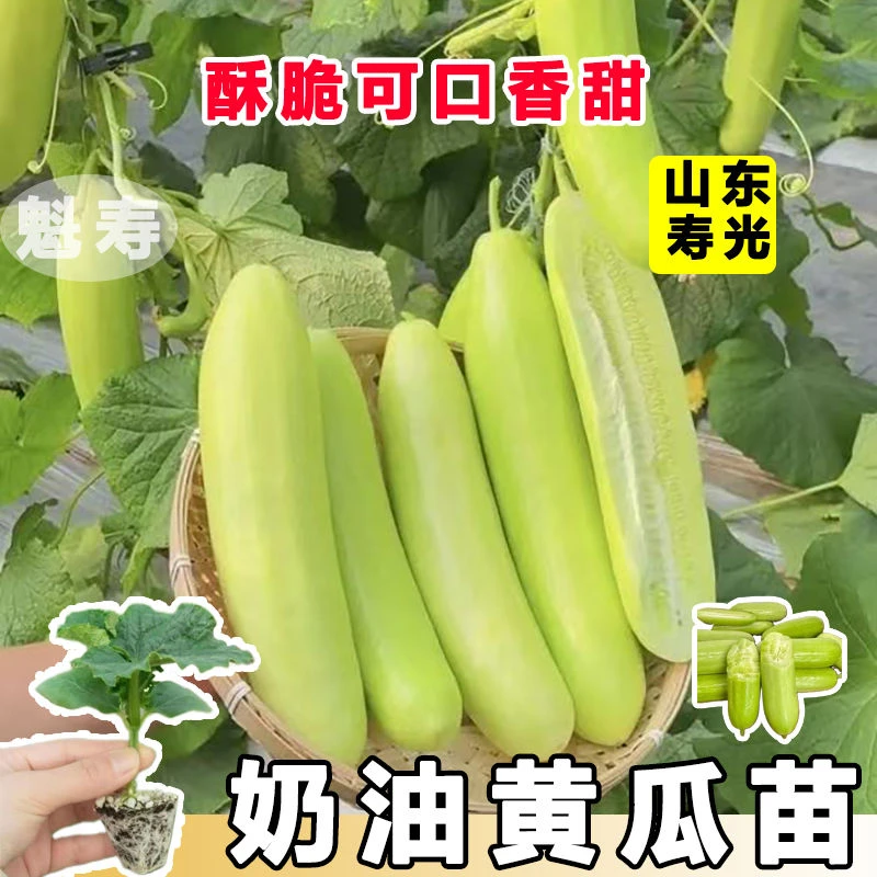 奶油白玉水果黄瓜种苗四季苗秧盆栽春秋黄瓜籽旱水果蔬菜黄瓜种孑