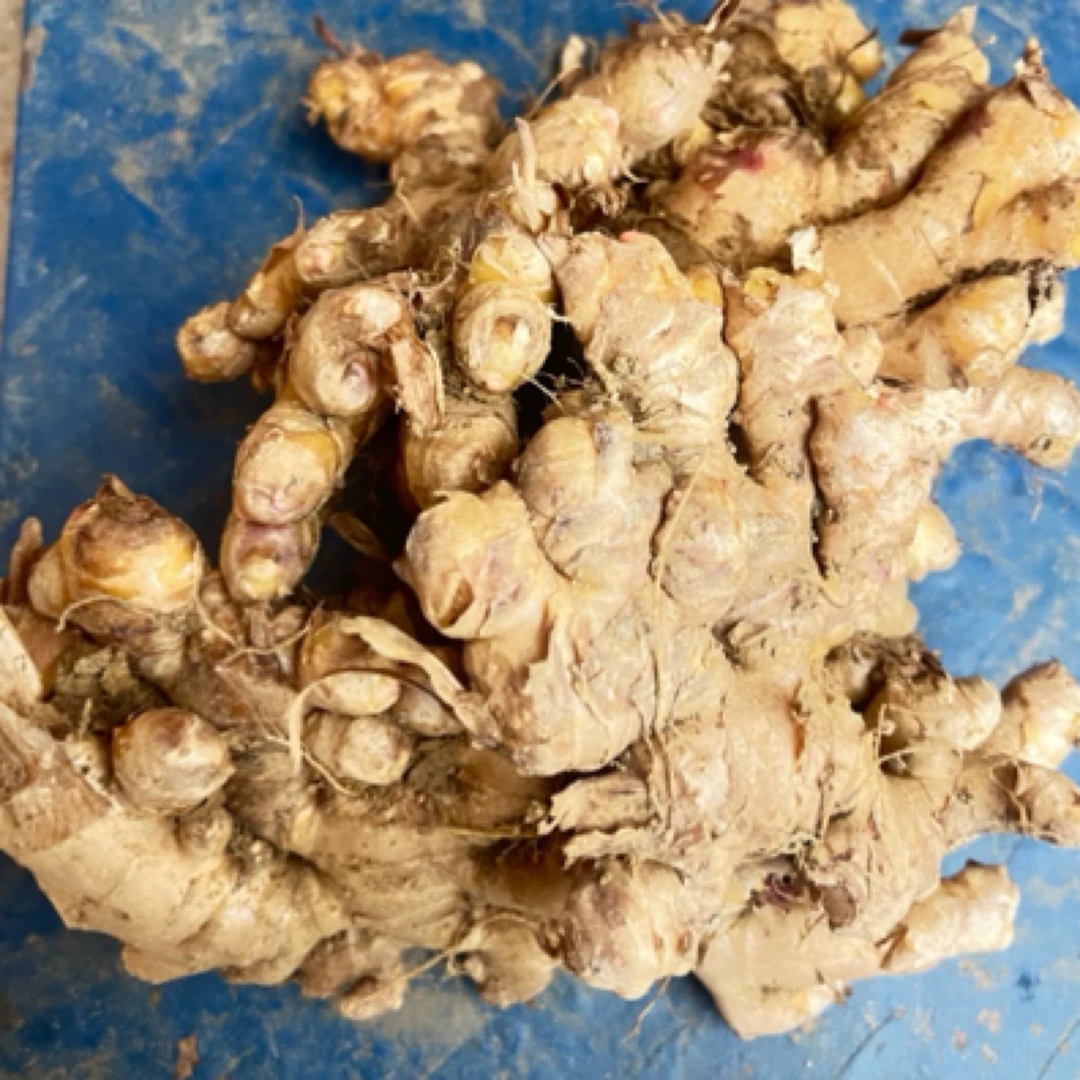 炒酸汤猪脚肉专用料