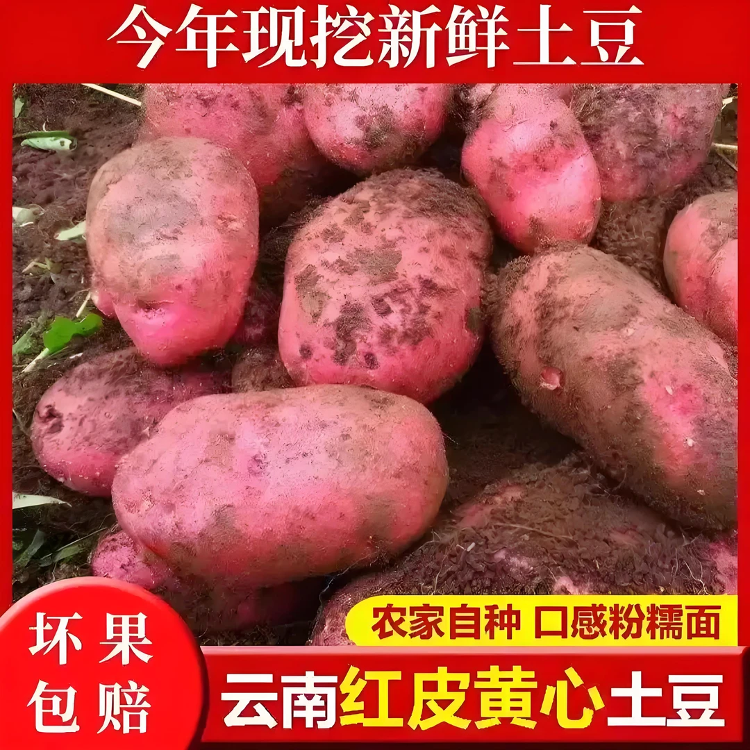 【火锅食材】正宗云南红皮黄心土豆农现挖洋芋新鲜蔬菜马铃薯批发