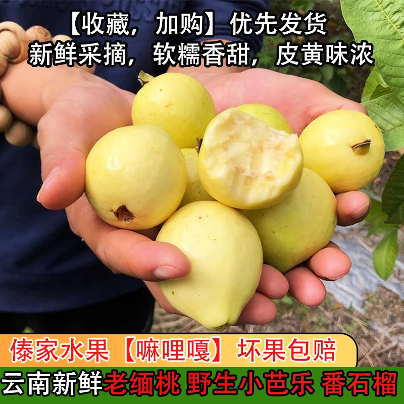 云南老缅桃野生小芭乐珍珠白心牛奶番石榴芭乐果鸡屎果嘛哩嘎500g