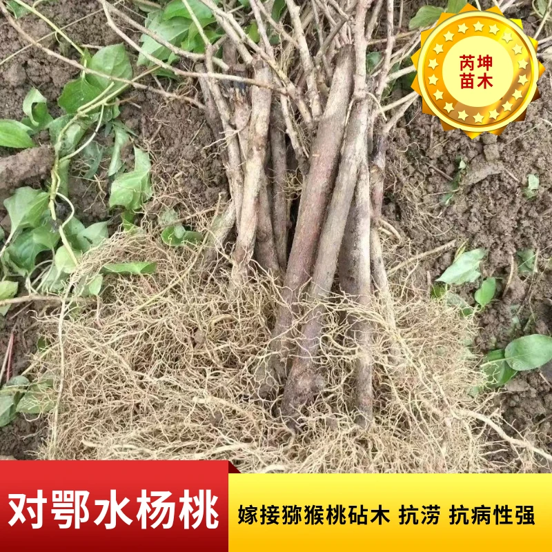 对鄂水杨桃砧木苗未嫁接猕猴桃苗母本抗涝抗病性强猕猴桃砧木现挖