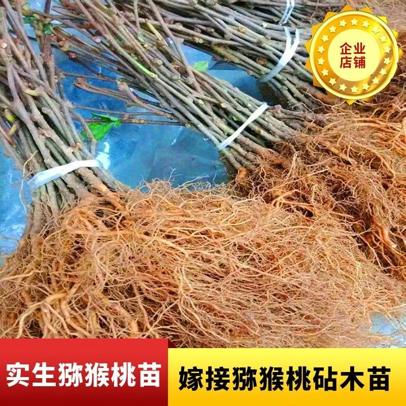 猕猴桃实生苗砧木苗未嫁接野生猕猴桃苗母本中华猕猴桃奇异果树苗