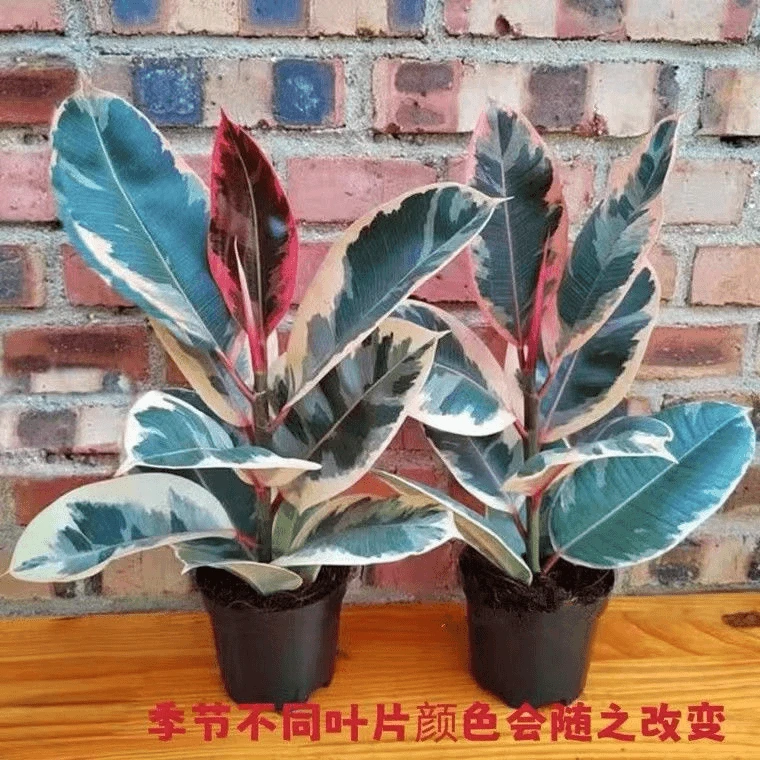 花叶橡皮树盆栽黑金刚橡皮树彩色红关公橡皮树室内吸甲醛好养