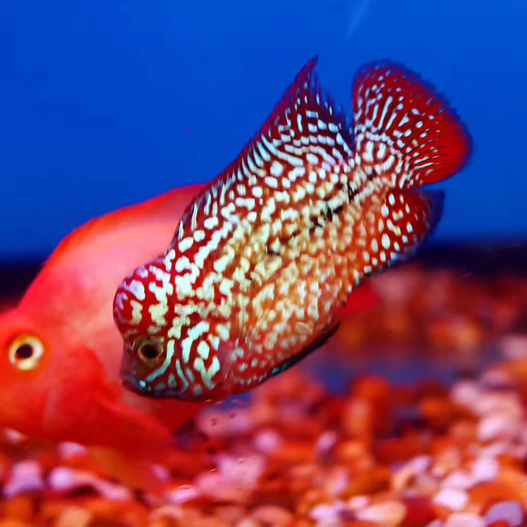 罗汉鱼直播挑选专拍链接