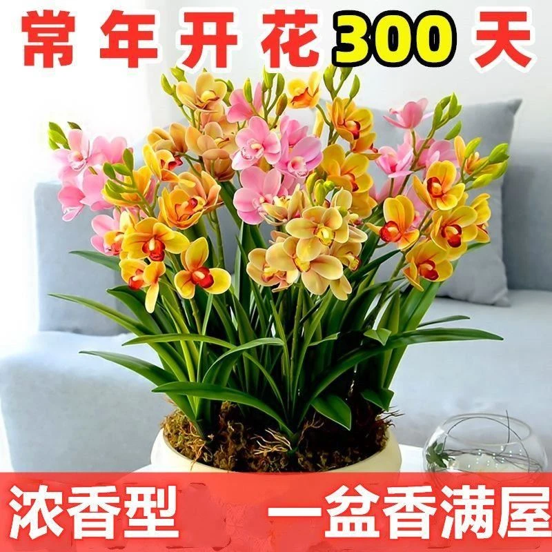 植物室内浓香型栽植兰花根开花绿植内外兰花耐热四季耐寒阳台新品