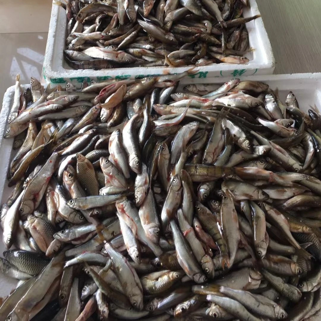 温州本地软骨小溪鱼