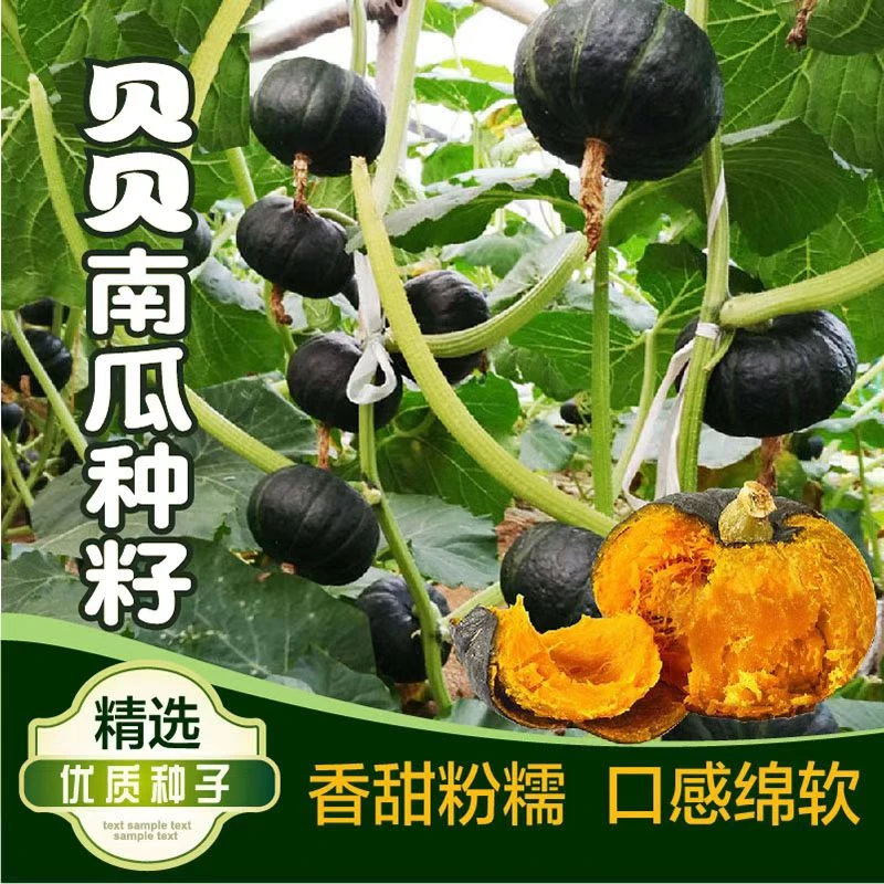 【盆栽贝贝南瓜】种子早熟贝贝南瓜种籽高产四季易成活发芽率高