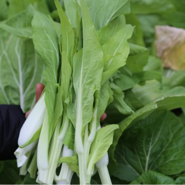 现收现卖干菜蔬菜