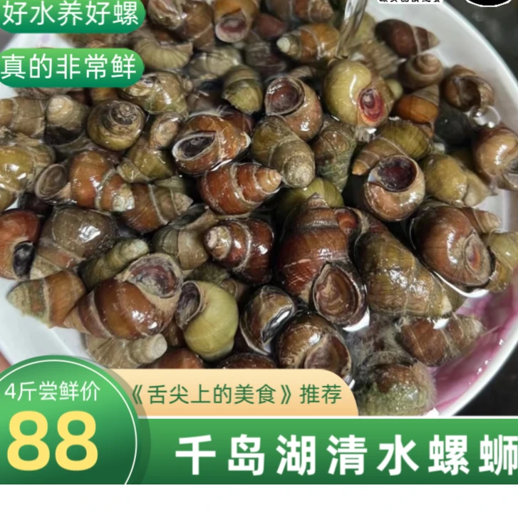 杭州千岛湖螺蛳清水螺蛳现捞现发野生活体清水无泥无沙山坑螺