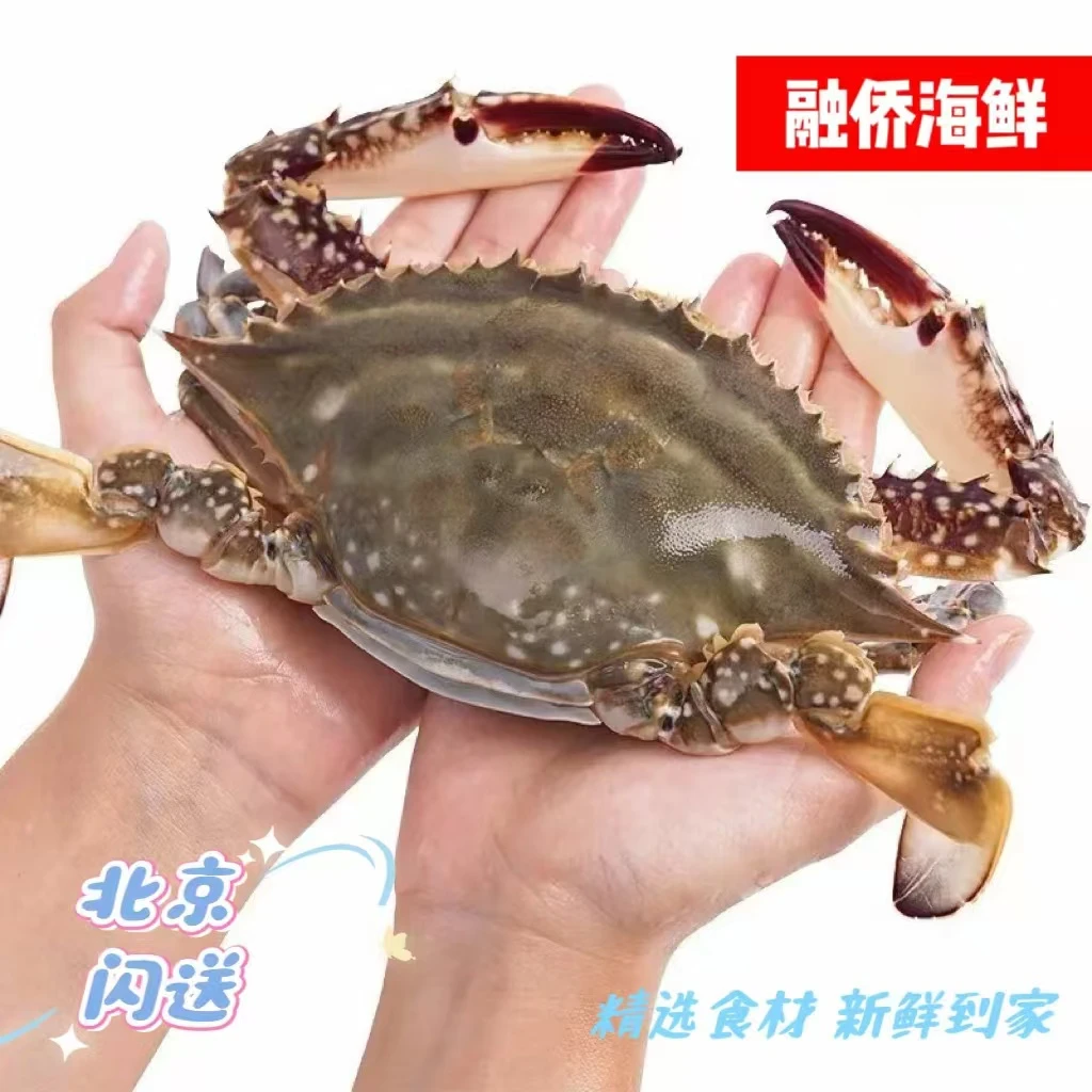 【中号梭子蟹】 鲜活 梭子蟹 肥蟹 海蟹 海鲜 （单只1-3两左右）