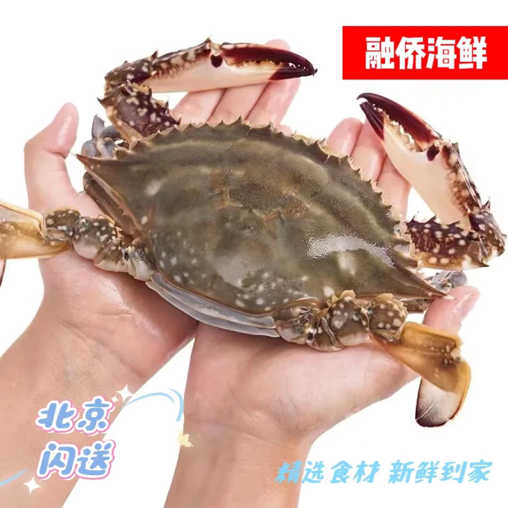 【鲜活】3斤 全母 梭子蟹 海蟹 飞蟹 海鲜螃蟹（单只3两左右）--保鲜不保活