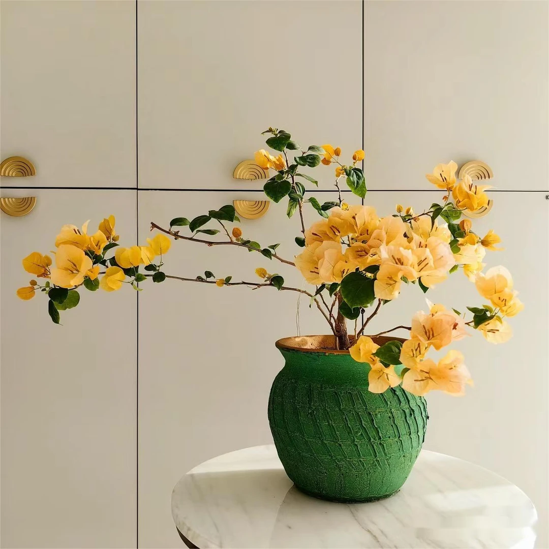 （金色光辉） 三角梅金黄四季勤花稀有品种庭院爬藤阳台景观花卉