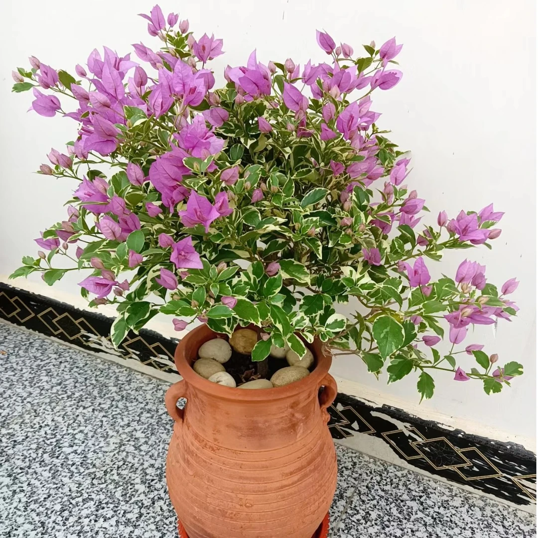 花叶共赏(银边水仙紫)三角梅淡紫色爬藤庭院绿植四季勤花带花带盆