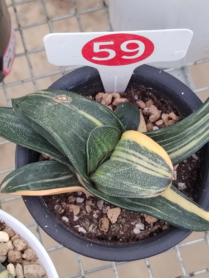 旋转卧牛锦 10厘米左右 多肉植物 一物一拍带盆发