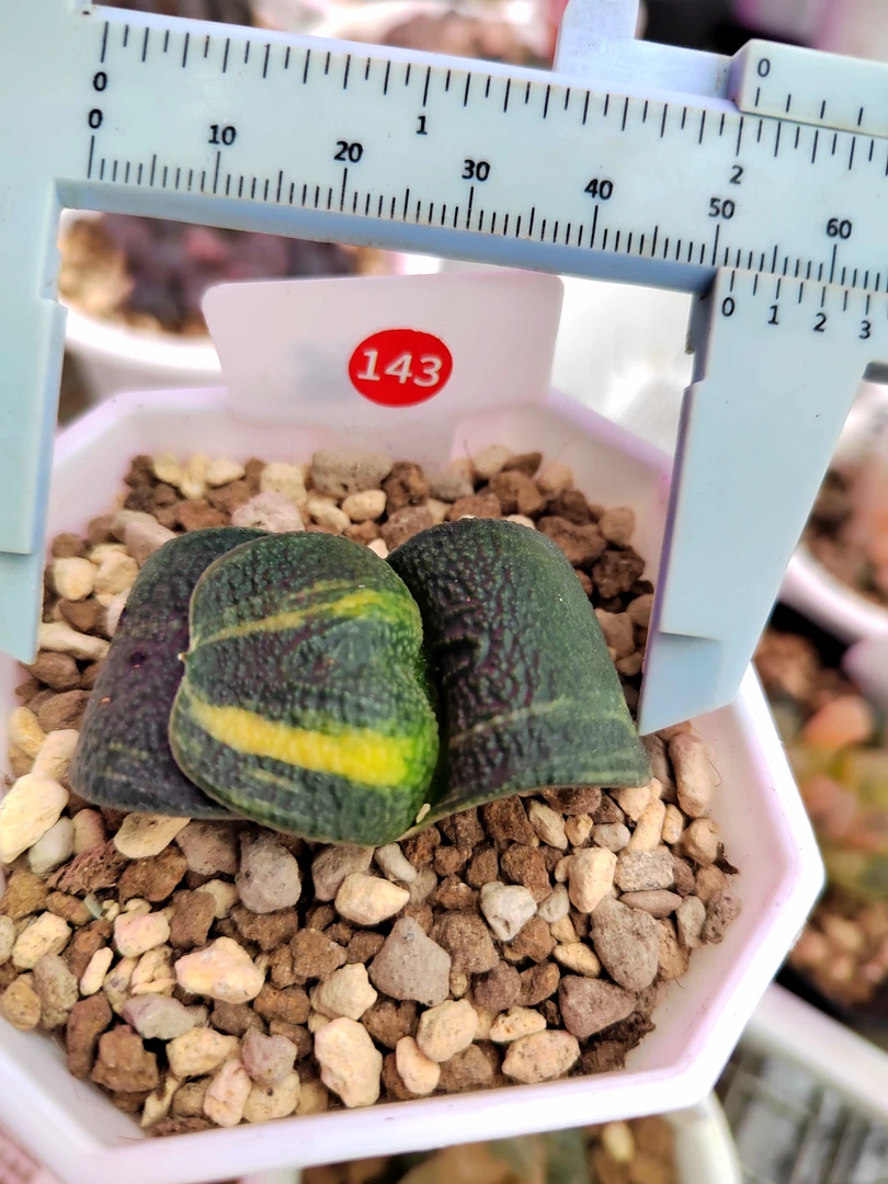 卧牛锦 军配实生 性状初显露 十二卷 多肉植物一物一拍