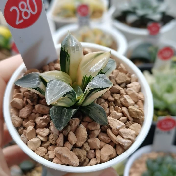 280号花影克锦极上斑完美锦一物一拍带盆土发货