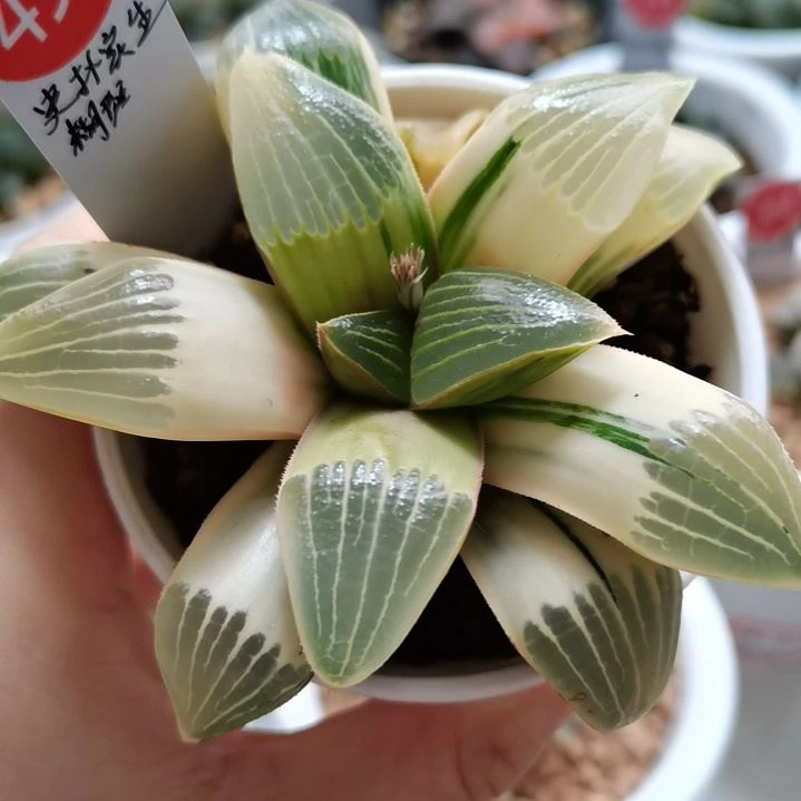 史扑实生 一物一拍 带盆土发货