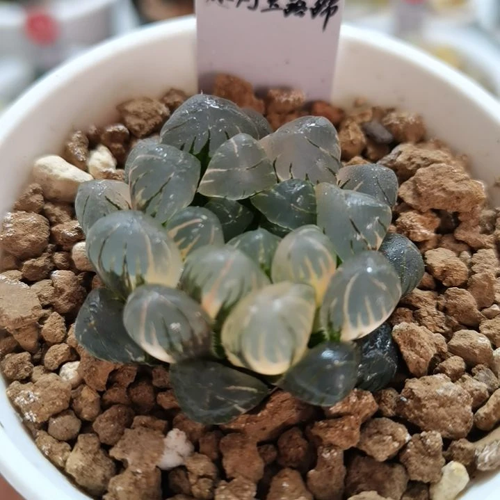 471号冰灯玉露锦 一物一拍带盆土发货