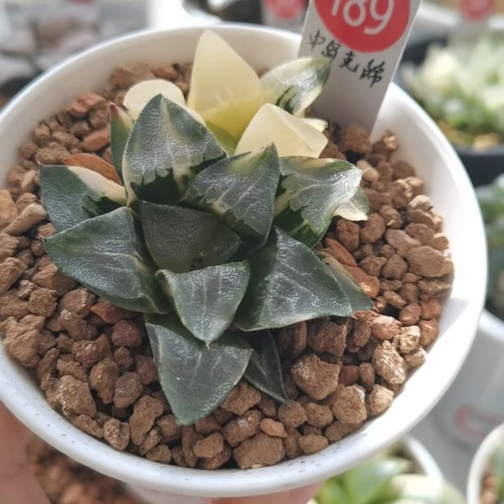 189号中岛克锦 一物一拍带盆土发货