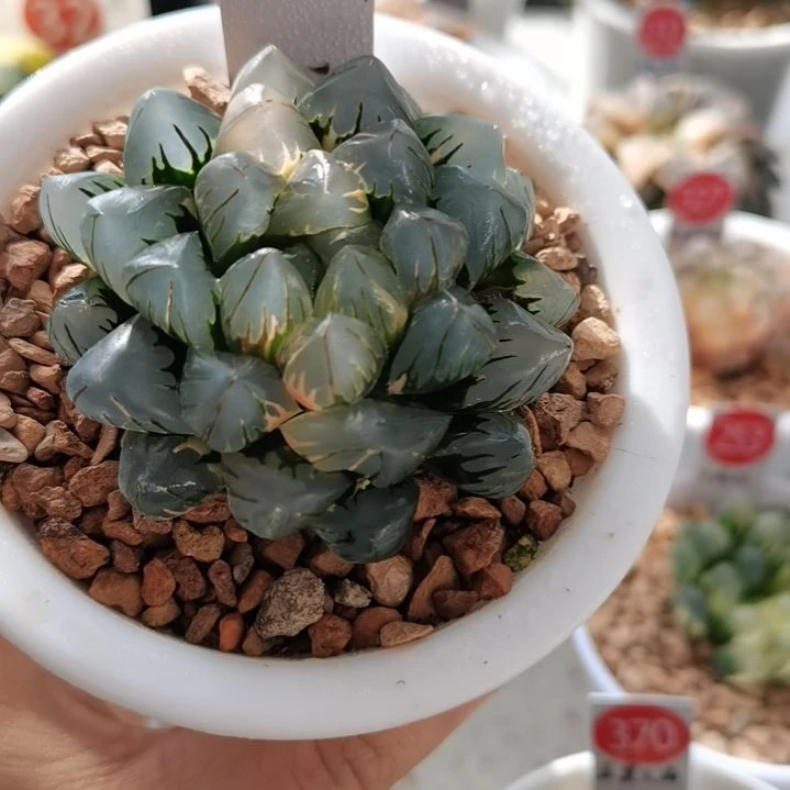 352号水中月玉露锦 一物一拍 带盆土发货